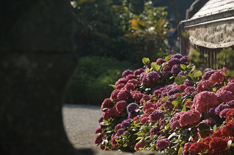 Jardin ferme de kerscuntec hortensias