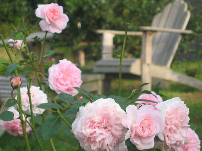 Rosiers et chaises en bois Ferme de Kerscuntec