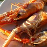 Langoustines pêchées en Bretagne