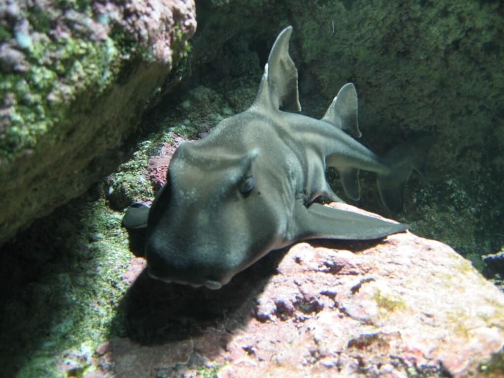 Aquarium d'Océanopolis à Brest