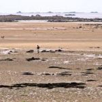 Pêche à pied dans le Finistère