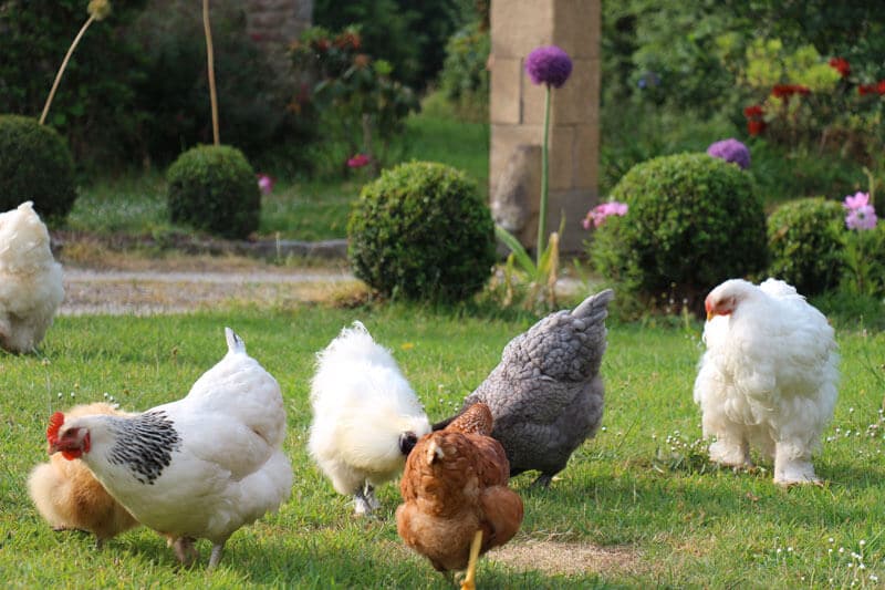 Jardin ferme de kerscuntec poules pondeuses rousses et grises poules de soie blanche