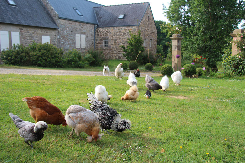 Jardin ferme de kerscuntec poules pondeuses et poules de soie